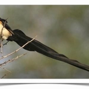 Buy Paradise Whydah Online