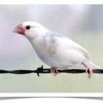 Buy Java Rice Finch - Pied Online