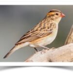 Buy Pin-tailed Whydah Online