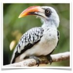 Buy Red billed Hornbill Online
