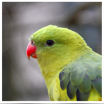 Buy Regent (Rock Pebbler) Parrot Online