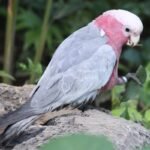 ROSE BREASTED COCKATOO FOR SALE