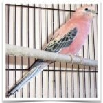 Buy Rosy Bourke's Parakeets Online