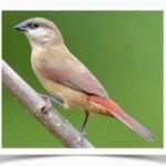 Buy Rosy-rumped Waxbill Online