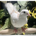 Buy Pied Silkie Dove Online