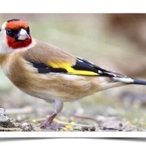 Buy Siberian Goldfinch Online