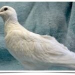 Buy White Silkie Doves Online