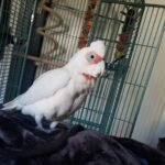 Slender-Billed Cockatoo
