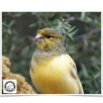 Buy Spanish Timbrado Canary Online