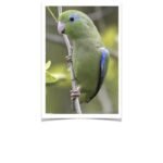 Buy Spectacled Parrotlet Online