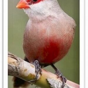 Buy St Helena Waxbill (Common Waxbill) Online