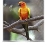 Buy Conure - Sun Online