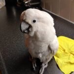 Umbrella Cockatoo