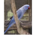 Buy Violet Indian Ringneck Online