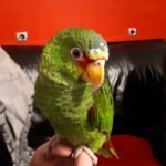 White-fronted amazon