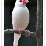 Buy Java Rice Finch - White Online