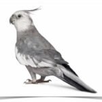Buy Cockatiel - White-faced Online