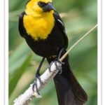 Buy Yellow-hooded Blackbird Online
