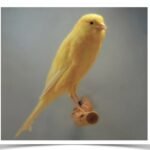 Buy Yorkshire Canary Online