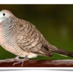 Buy Zebra Doves Online