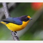 Buy Violaceous Euphonia Online