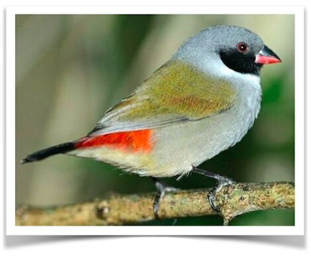 black-faced_swee_waxbill__84534.1570319248-1.jpg