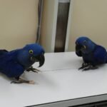 Buy Hyacinth Macaw For Sale