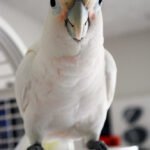 Goffin's Cockatoo