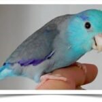 Buy Blue Parrotlet Online