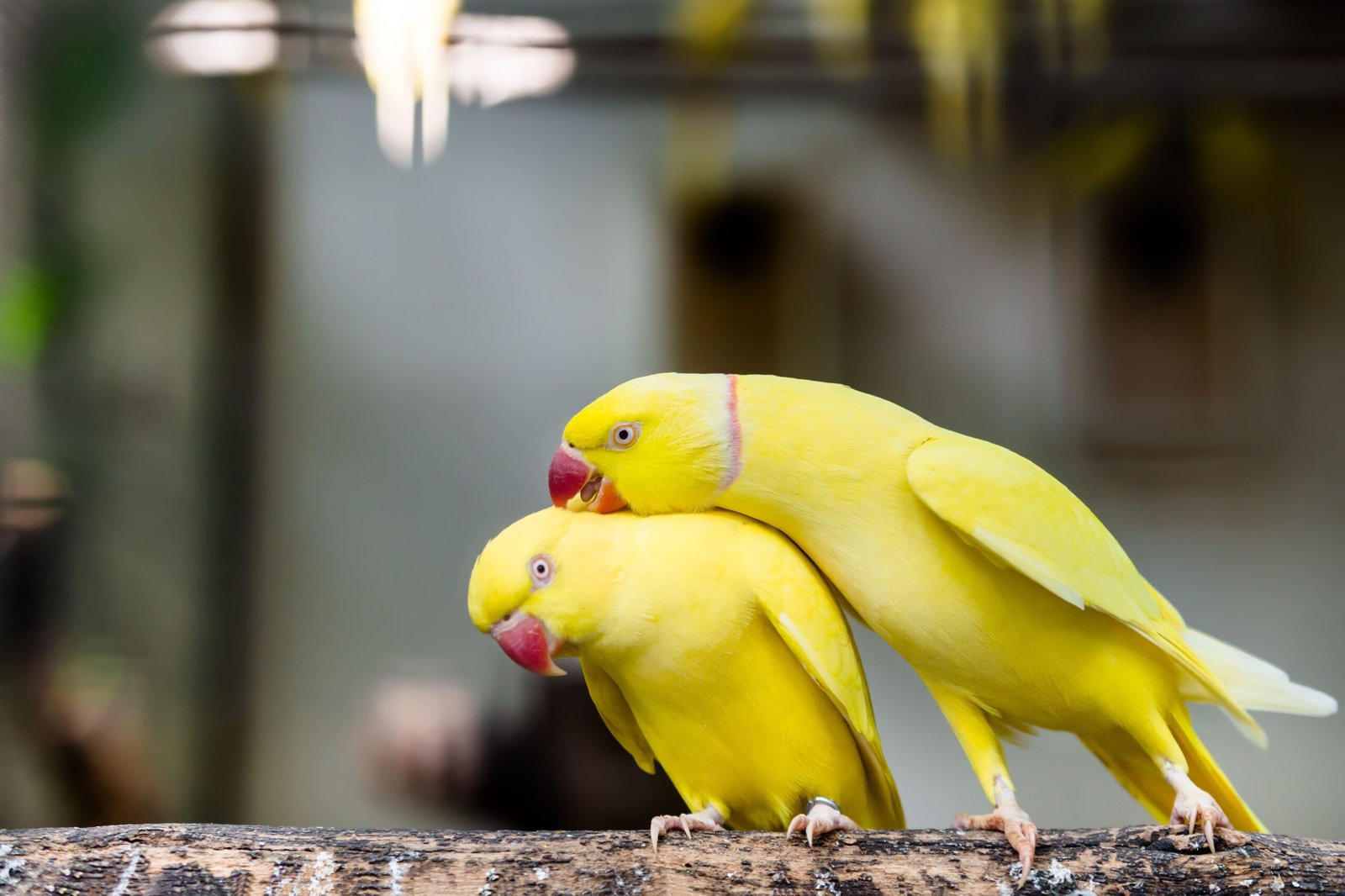 BUY PARAKEET PARROTS ONLINE