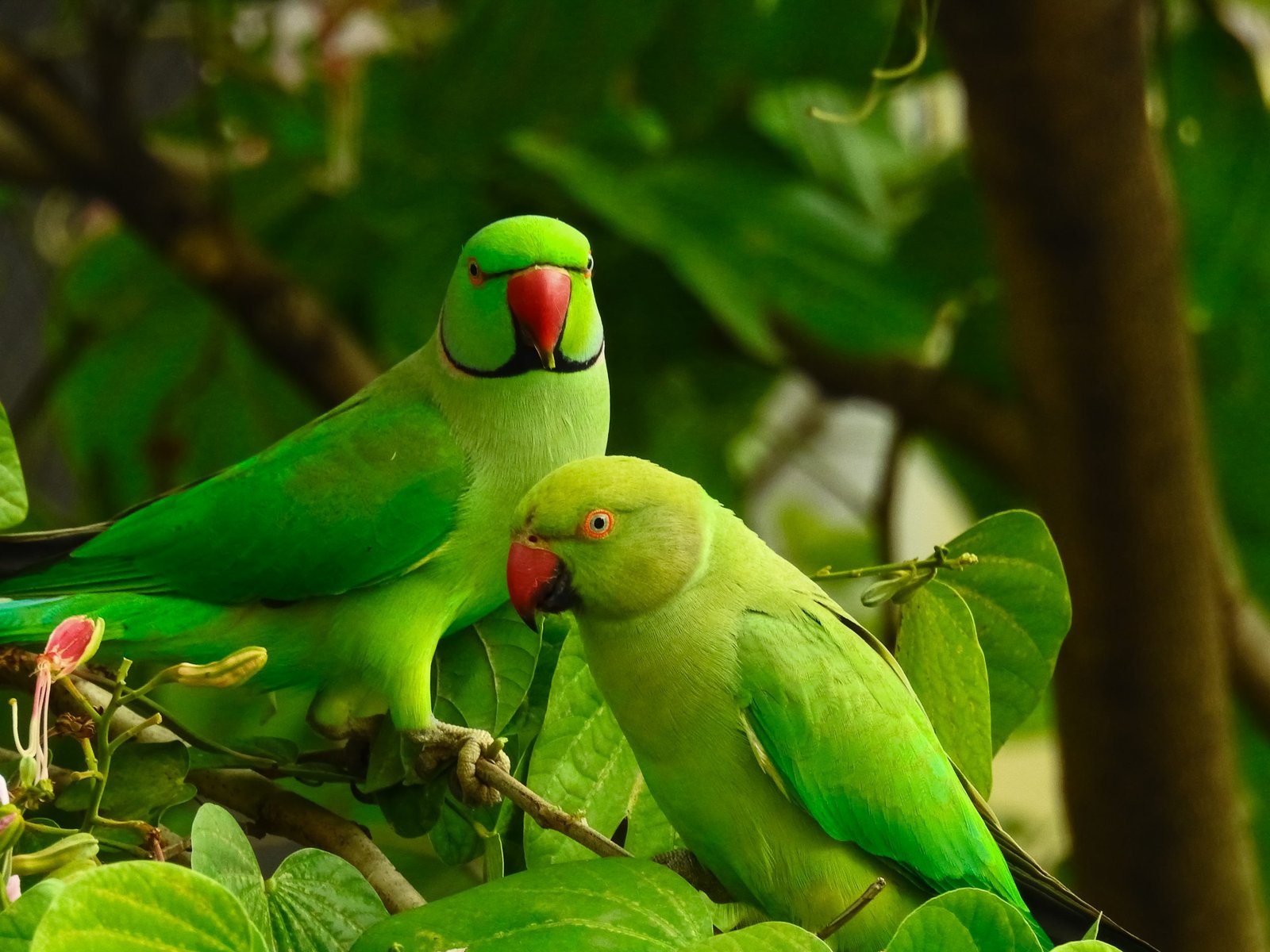 Birds For Sale Online